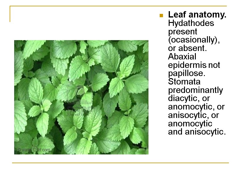 Leaf anatomy. Hydathodes present (ocasionally), or absent. Abaxial epidermis not papillose. Stomata predominantly diacytic,